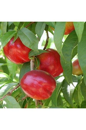 نهال میوه پیوندی Doğan Fidancılık - کد 833835038