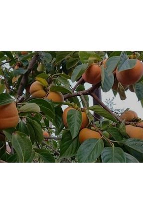 نهال میوه پیوندی Doğan Fidancılık - کد 821013880