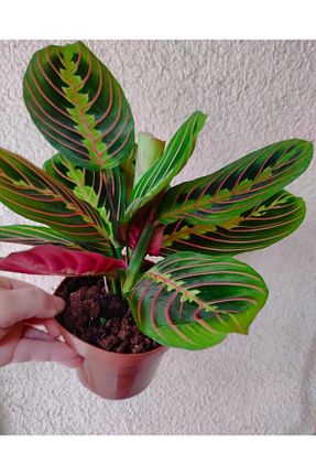گیاه پایه کوتاه گلدار SARMASK - کد 819488153