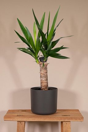 گیاهان داخل ساختمان Garden Online - کد 764778241