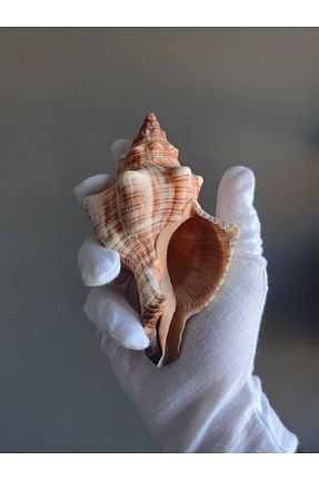 دکوراسیون و اکسسوری اکواریوم Seashell Rio - کد 469800695