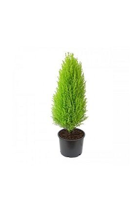بذرها Meyve Tohumu Çam Tohumculuk - کد 34277823