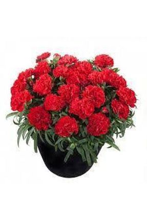 بذرها Çiçek Tohumu ata tohumculuk - کد 97937257