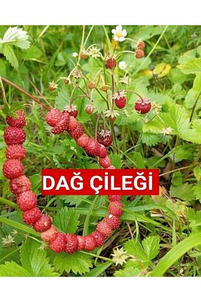 نهالها Nutyen - کد 830231585