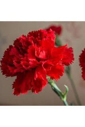 بذرها Çiçek Tohumu ata tohumculuk - کد 97937257