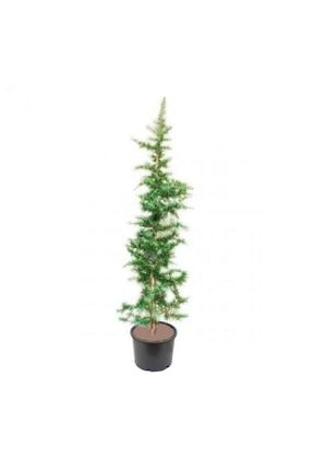 نهال میوه پیوندی FidanDükkanı - کد 234722729