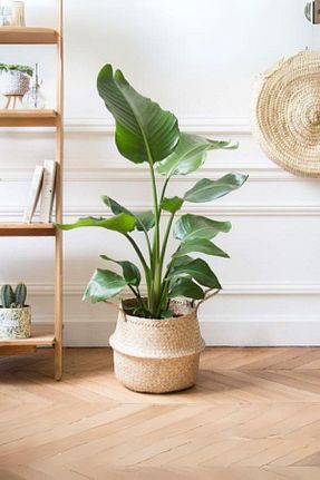 گیاهان داخل ساختمان Garden Online - کد 798398327
