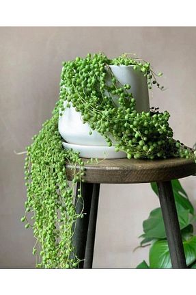 گیاهان داخل ساختمان SENA BOTANİK VE ÇİÇEK - کد 451019548