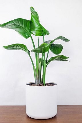 گیاهان داخل ساختمان Garden Online - کد 798398327