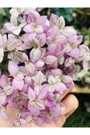 تراریوم و ساکولنت foliumbotanik - کد 107177034