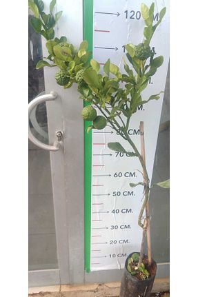 نهال میوه پیوندی fidanciyiz - کد 858446172