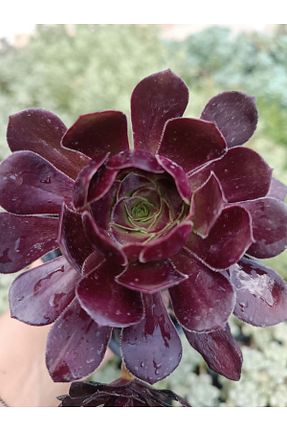 تراریوم و ساکولنت PLANTİS BOTANİK - کد 786844167