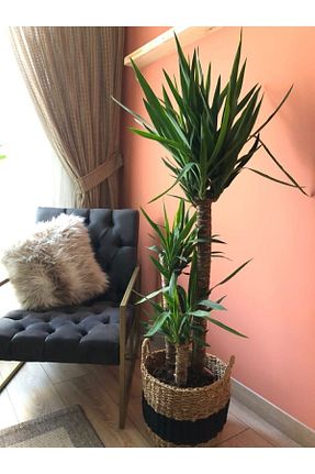 گیاهان داخل ساختمان ParmiaGarden - کد 181787146
