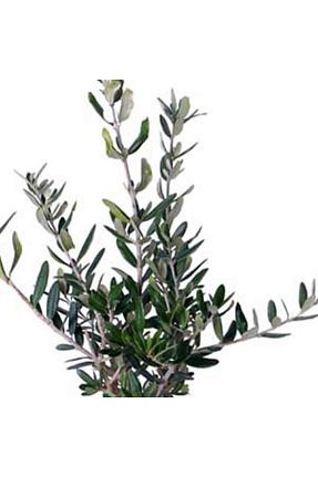 گیاهان داخل ساختمان Genel Markalar - کد 144628945