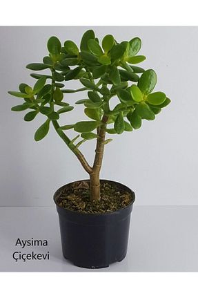 گیاهان داخل ساختمان Genel Markalar - کد 82337294