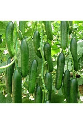 بذرها Sebze Tohumları OXE GARDEN - کد 38881798