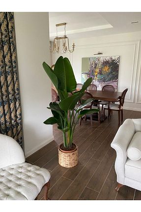 گیاهان داخل ساختمان NİLAY FLOWERS - کد 287761926