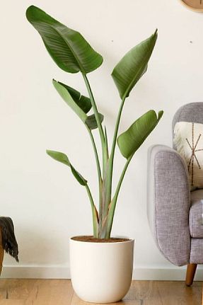 گیاهان داخل ساختمان Garden Online - کد 779052417