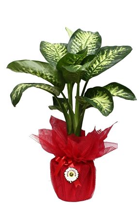 گیاهان داخل ساختمان GoldLotus - کد 358684889