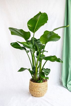 گیاهان داخل ساختمان Garden Online - کد 798393788