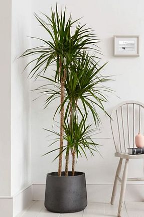 گیاهان داخل ساختمان Garden Online - کد 797949833