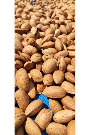 بادام Ardıçlı Bahçe - کد 458602449