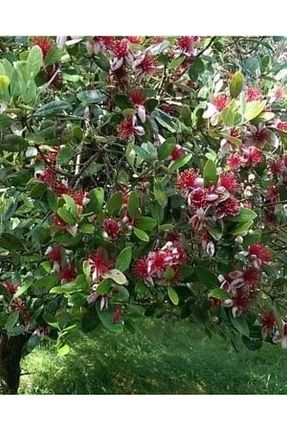  Fidanyolu - کد 861014598