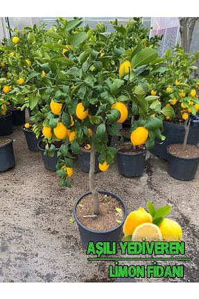 نهال میوه پیوندی Akdeniz Fidan - کد 706649072
