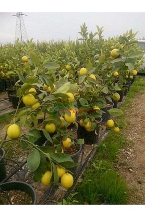 نهال میوه پیوندی Akdeniz Fidan - کد 706649072