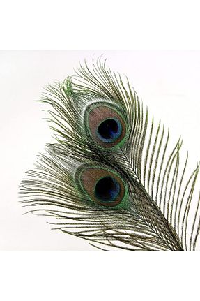گل خشک و مصنوعی سبز Puledro - کد 753470522