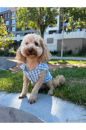  آبی SayPuppy - کد 862002658