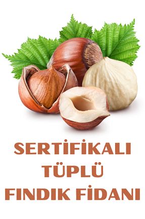 نهال میوه پیوندی ŞANGULOĞLU - کد 862426873