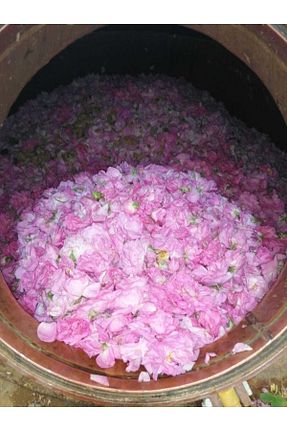 تونیک همه انواع پوست GÜLKÖYLÜ - کد 345178031