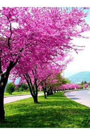  peyzajyagmur - کد 222080252