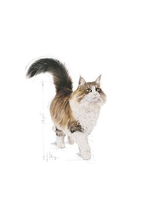  0 - 100 gr Royal Canin - کد 4741146