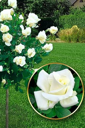 گل رز پیوندی ÇİÇEKFLİX - کد 864114170