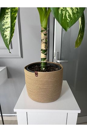 گلدان بژ Genel Markalar - کد 695709641