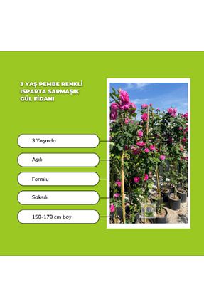 نهال میوه پیوندی FİDAN SEPETİM - کد 34922480