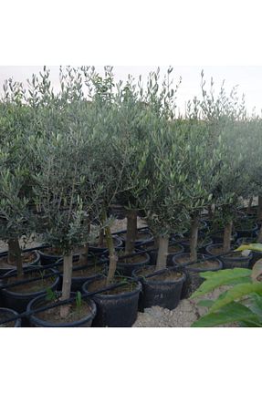 نهال میوه پیوندی Doğan Fidancılık - کد 865599256