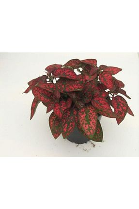 گیاهان داخل ساختمان KYBELE BOTANİK - کد 323946479