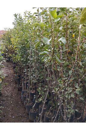 نهال میوه پیوندی Smargat - کد 869074769