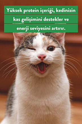 جایزه گربه  kito - کد 889683375