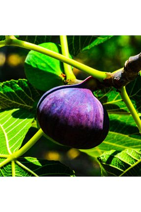 نهال میوه پیوندی Tunç Botanik - کد 123991335