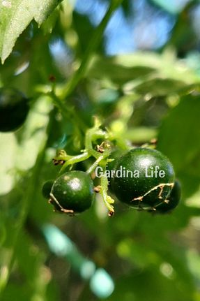 گیاهان معطر دارویی Gardina - کد 864095327