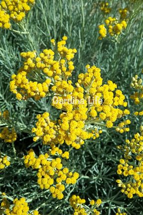 گیاهان معطر دارویی Gardina - کد 864095376