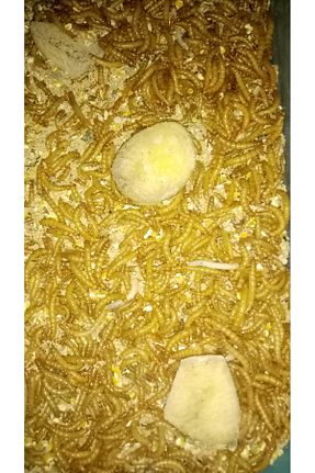 غذای ماهی آکواریومی Daisy - کد 871248241