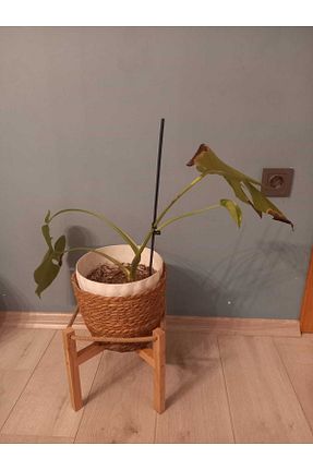 ژاردینیر قهوه ای 24 cm ProffArt - کد 870478716