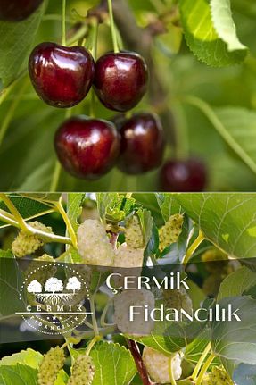 نهال میوه پیوندی ÇERMİK FİDANCILIK - کد 611921857