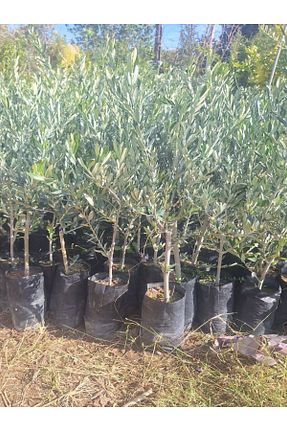  Gardenbox - کد 871521037