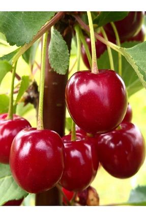 نهال میوه پیوندی Doğan Fidancılık - کد 872336097